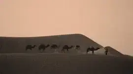 Camel caravan crossing a desert landscape at sunset