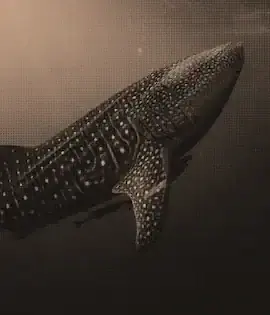 Whale sharks underwater in a warm sepia filter