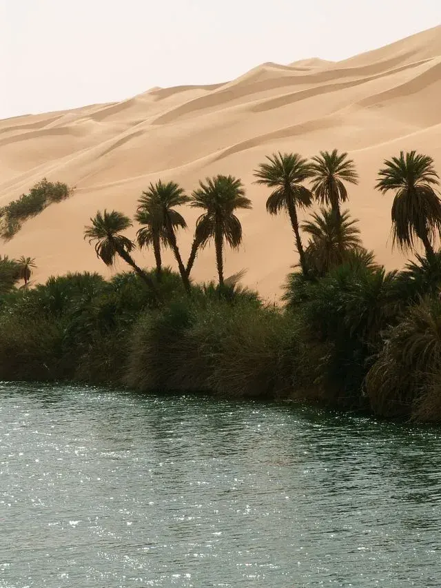 Date palms at the water's edge beneath high sand dunes