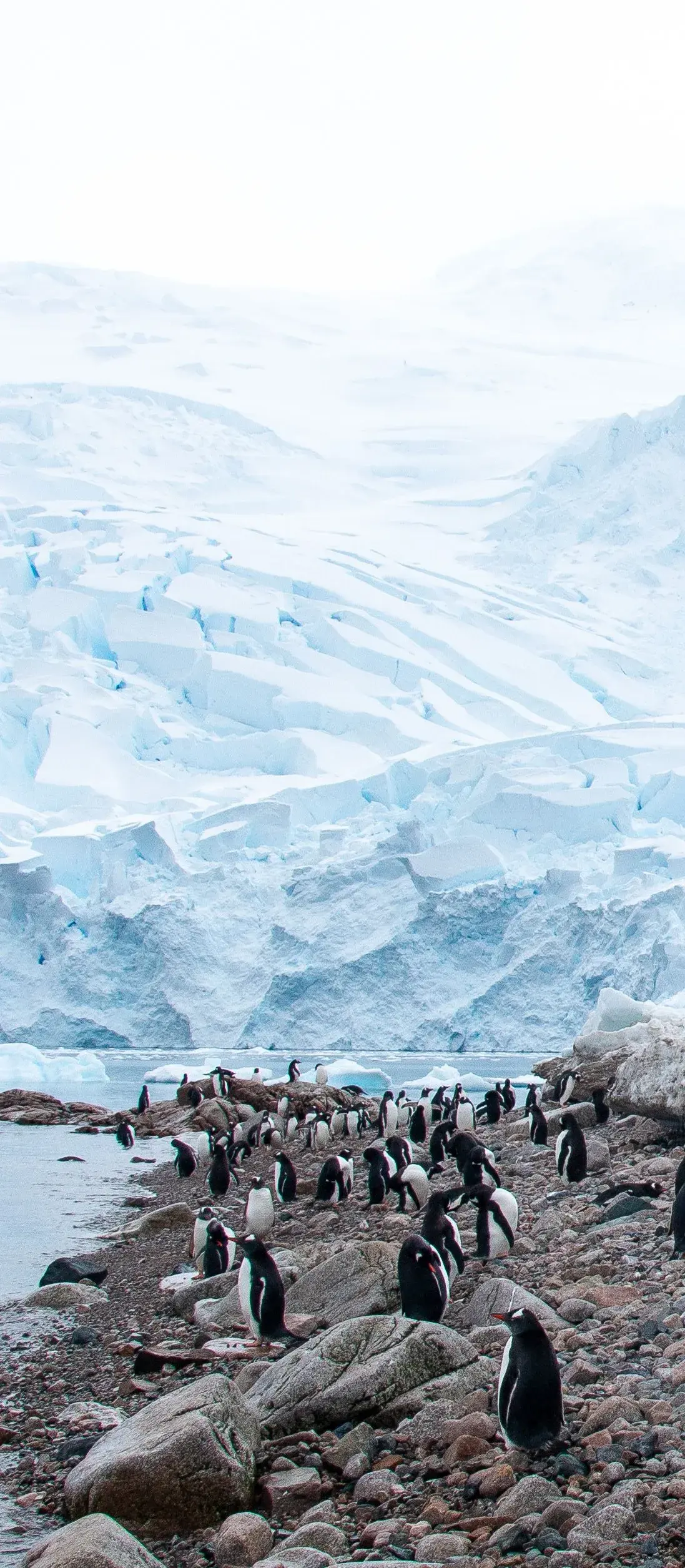 Penguins on a stony shore below a glacier's blue ice wall