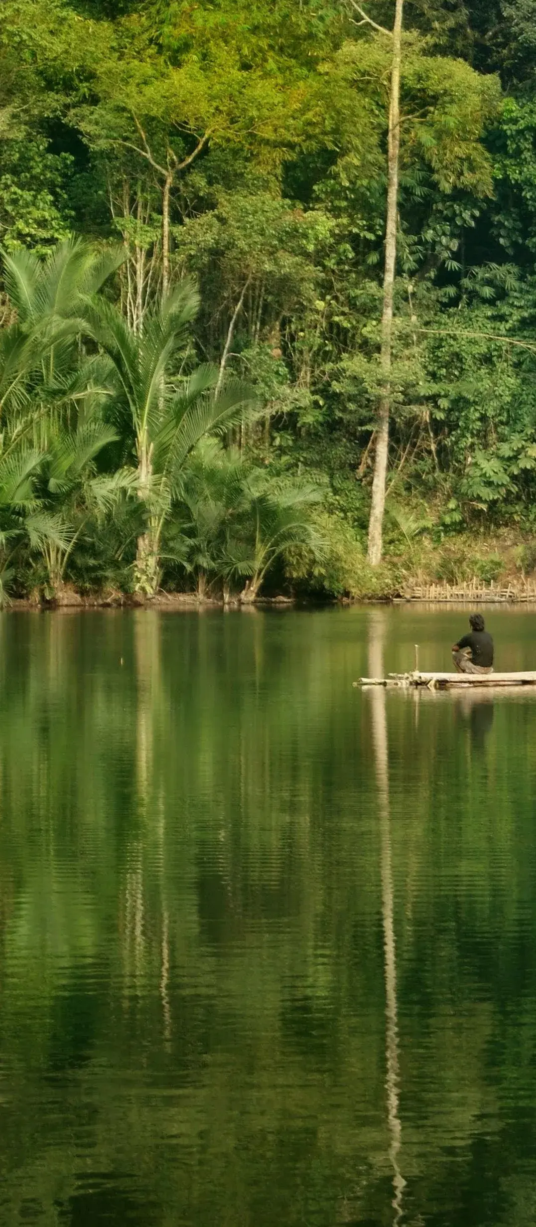 A lone figure on a bamboo raft on a still green lake, the forest and its palms reflected in the water