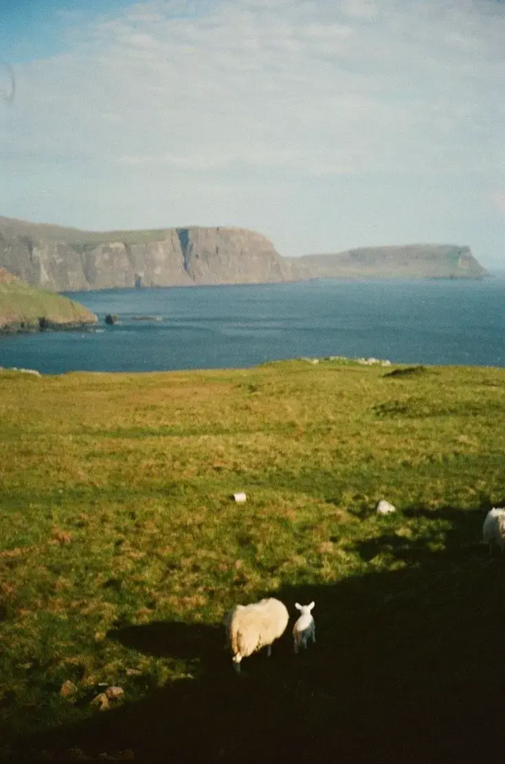 Sheep grazing on clifftop grassland above a Scottish sea loch